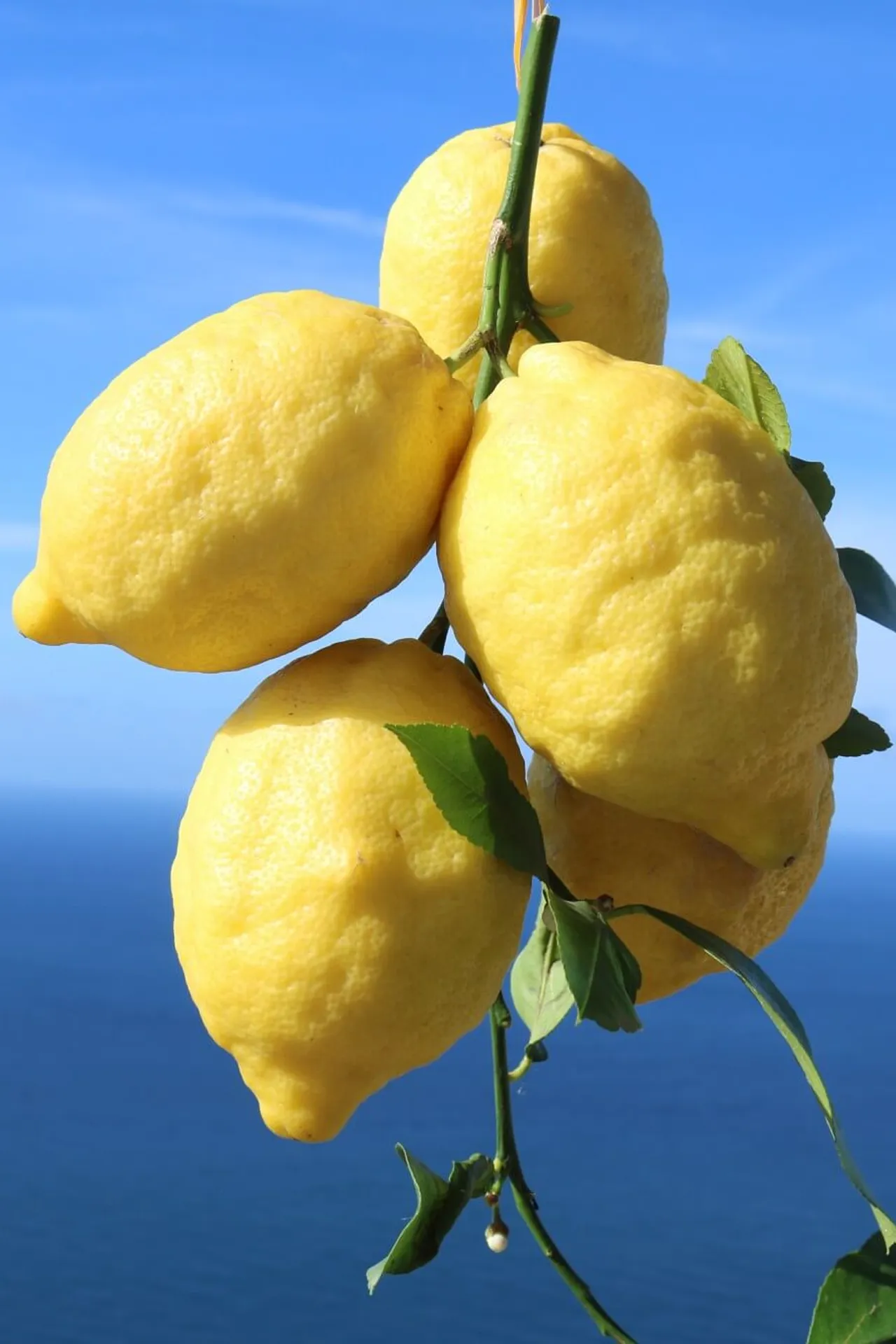 Limone Sfusato Amalfitano